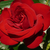 Rdeča - Vrtnica čajevka - Ena Harkness